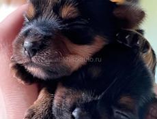 Щенки йоркширского триера 