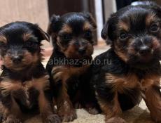 Щенки йоркширского триера 