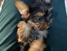 Щенки йоркширского триера 