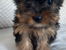Щенки йоркширского триера 