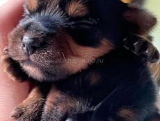 Щенки йоркширского триера 