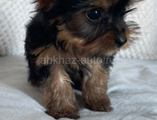 Щенки йоркширского триера 