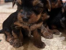 Щенки йоркширского триера 