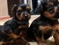Щенки йоркширского триера 