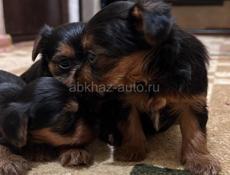 Щенки йоркширского триера 