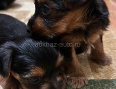 Щенки йоркширского триера 