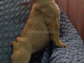 Французский бульдог