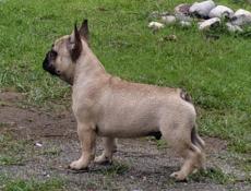 Французский бульдог