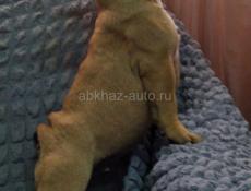 Французский бульдог