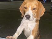 Срочно горю!!!!