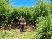 покос травы