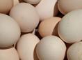 Домашние куриные яйца