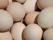Домашние куриные яйца