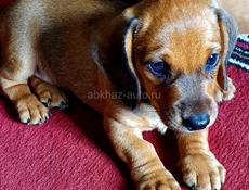 Продам щенки таксы 