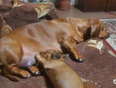 Продам щенки таксы