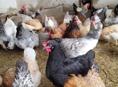 Продаются домашние куры