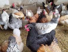 Продаются домашние куры