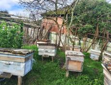 Пчёлы с ульями