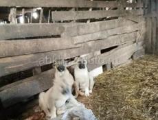 ЩЕНКИ АЛАБАЙ 