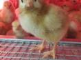 Цыплята