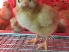 Цыплята