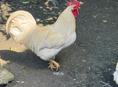 Петухи 