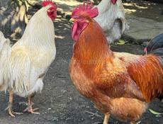 Петухи 