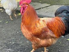 Петухи 