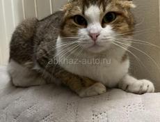 Отдам в добрые руки