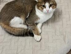 Отдам в добрые руки