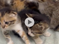 Отдам в добрые руки