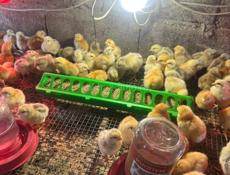 Редбро гриз бар мастер Грей