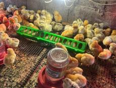 Редбро гриз бар мастер Грей