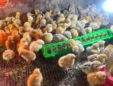 Редбро гриз бар мастер Грей