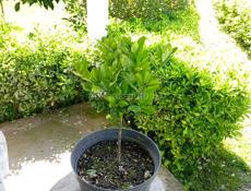 Бересклет японский