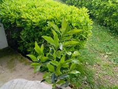 Бересклет японский