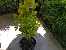 Бересклет японский