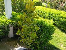 Бересклет японский