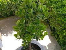 Бересклет японский