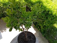 Бересклет японский