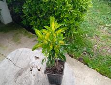 Бересклет японский