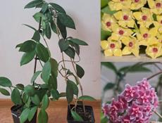 Сортовые хойи