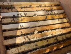 Продаем отводки пчел, семьи пчелы.