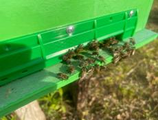 Продаем отводки пчел, семьи пчелы.