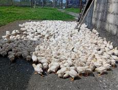 Продаются цыплята доставка от 100шт 250р 