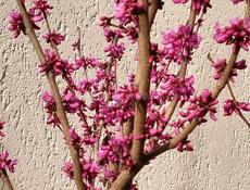 Требуются повара