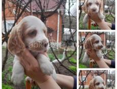 ПРОДАЮТСЯ ЩЕНКИ СПАНИЕЛЬ 