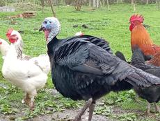 Индюк 7 8 кг торг уместен 