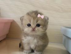 Сниму 1, 2х или 3х к квартиру 