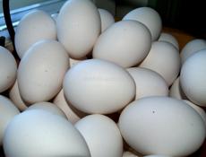 Домашние курыные яйца 